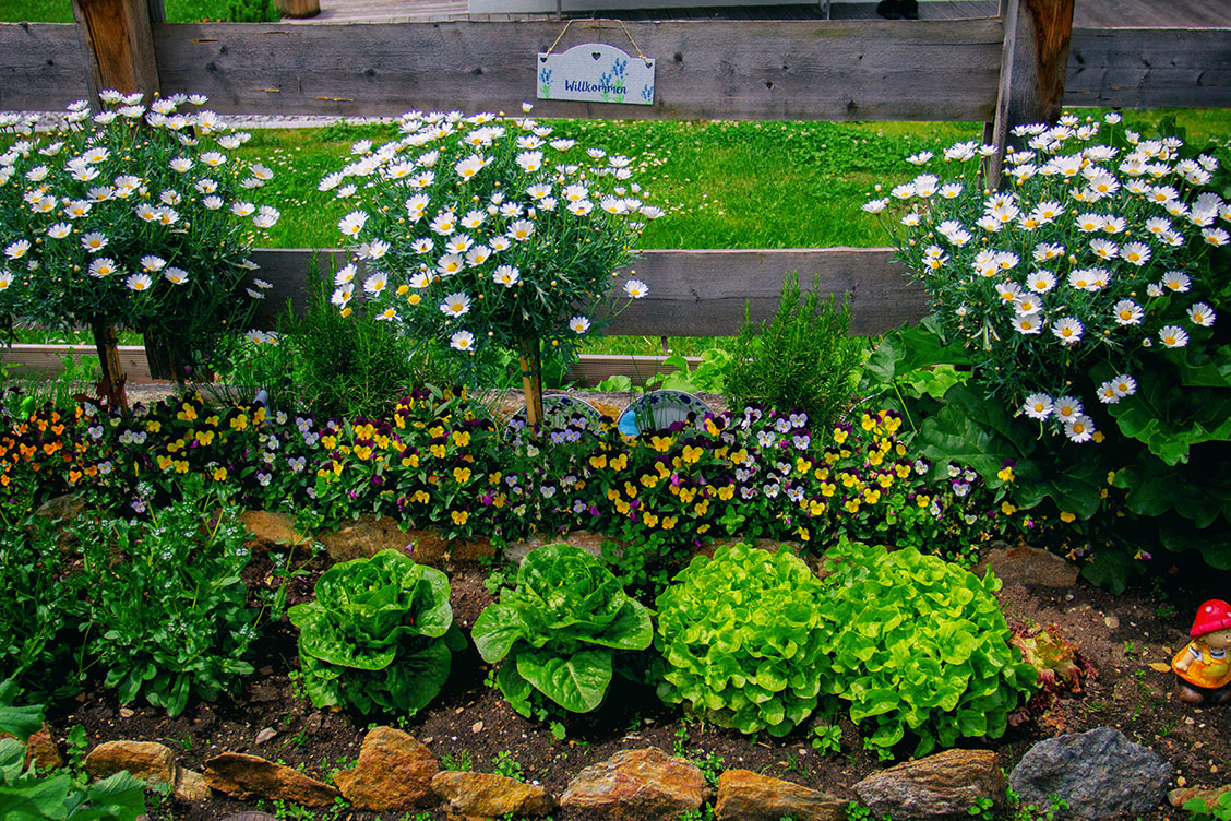 garten landleben beetanlegen margariten gartedesign