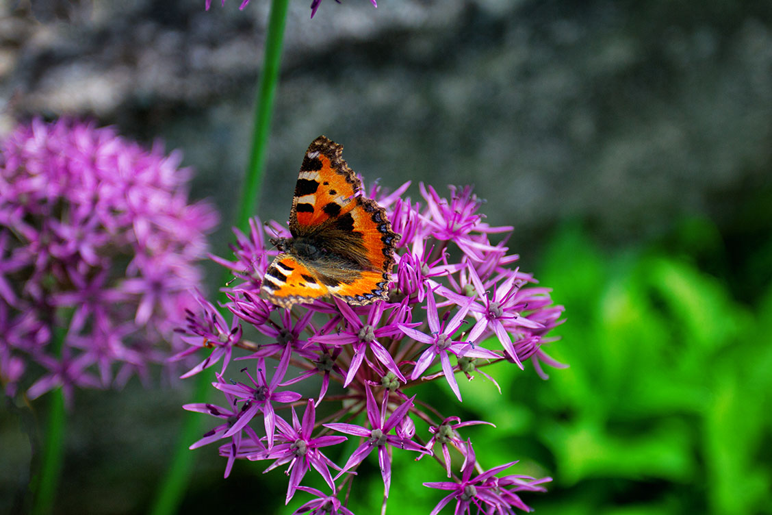 tirol landleben schmetterling alium garten violetteblume