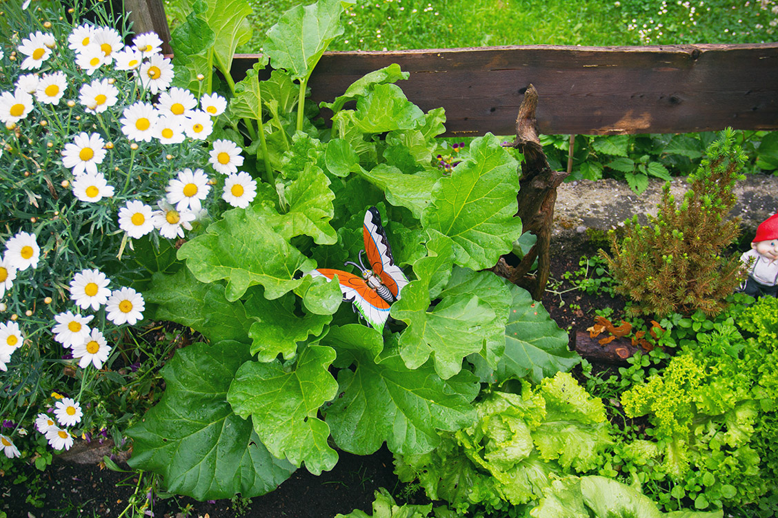 rhabarber garten kuchen gruen landleben