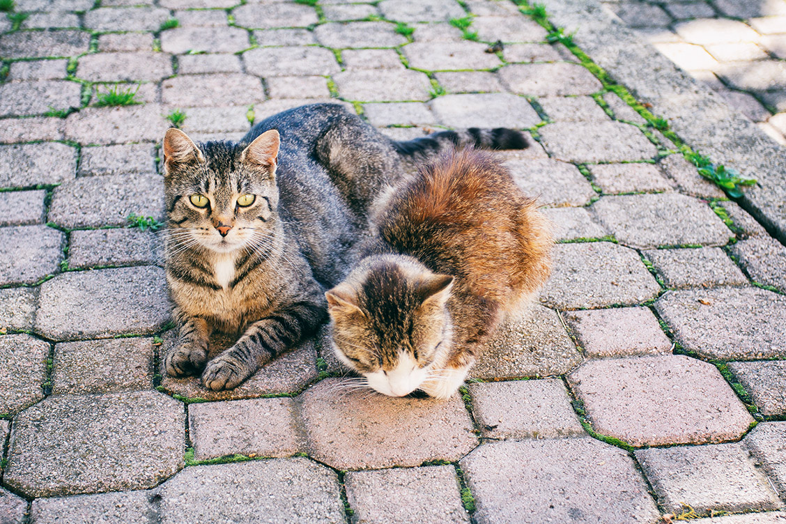 katzen landleben haimingerberg ferienwohnunghausegg