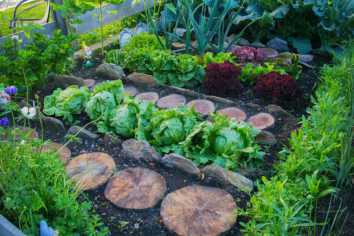 garten anlegen salat holzscheiben