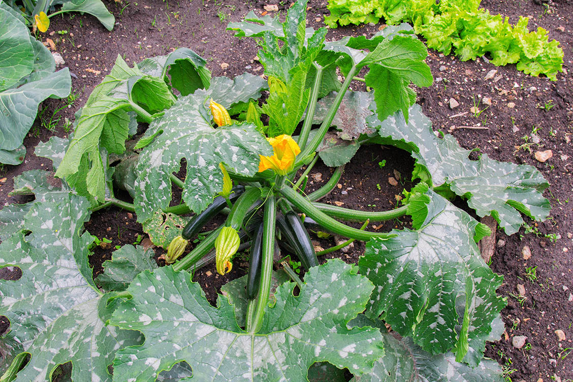 3zucchini pflanze garten landleben