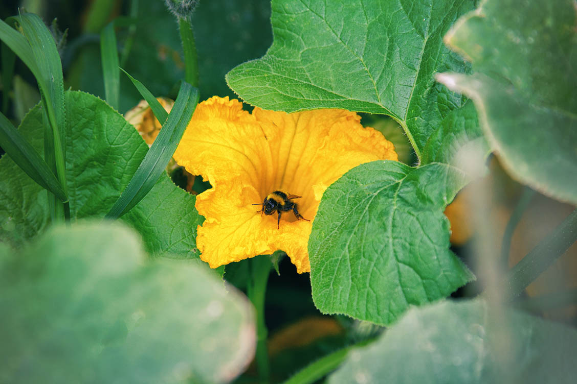 zucchinibluette zucchini bienen selbstversorger hausegg haimingerberg