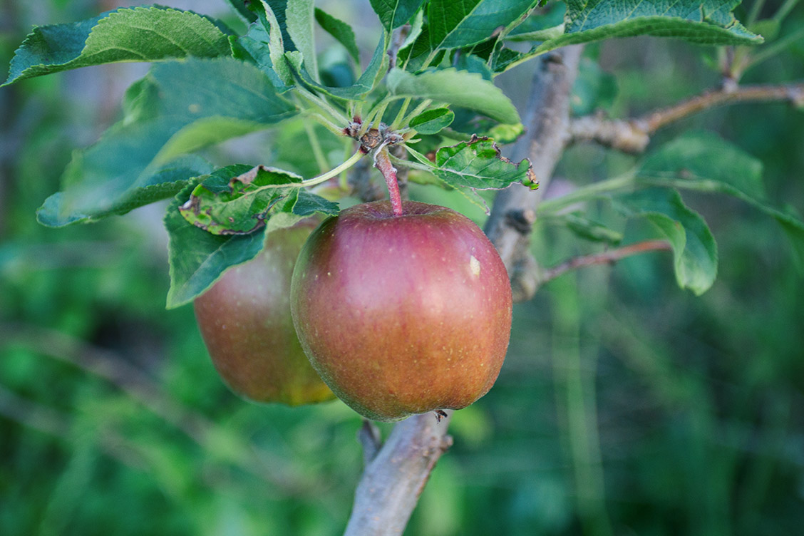 apfel