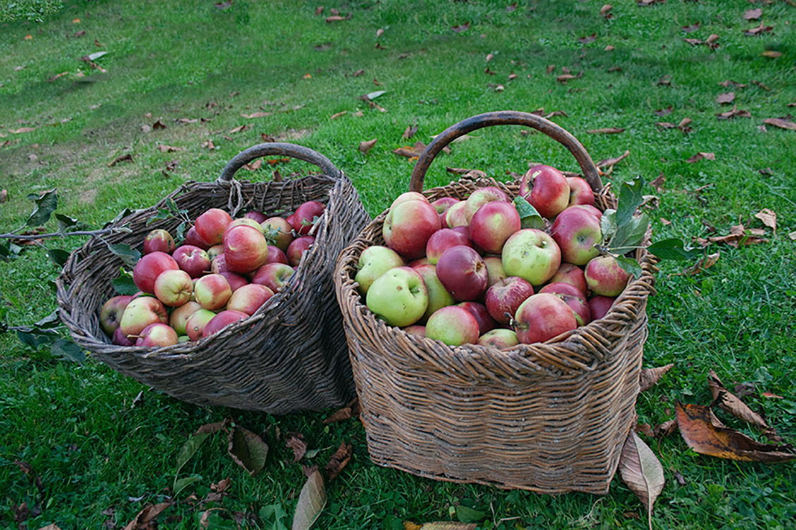 apfel im korb