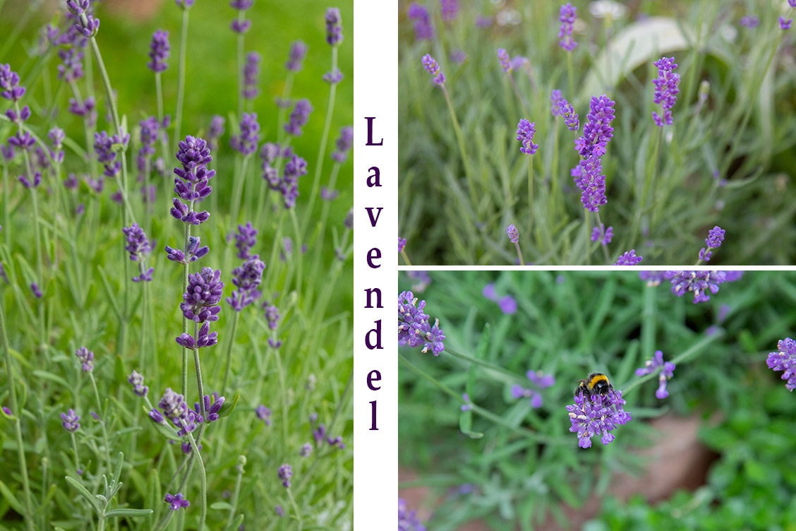 1 lavendel lavendelpuderzucker