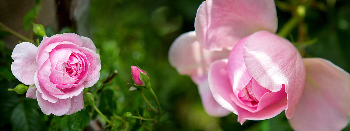 rosen garten lucina cucina 1