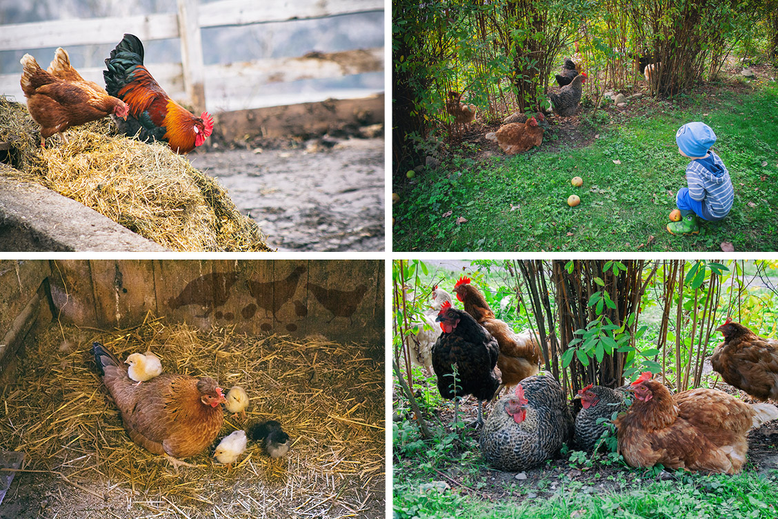 3 huehnersuppe tradition huhn hene selbstversorger landleben