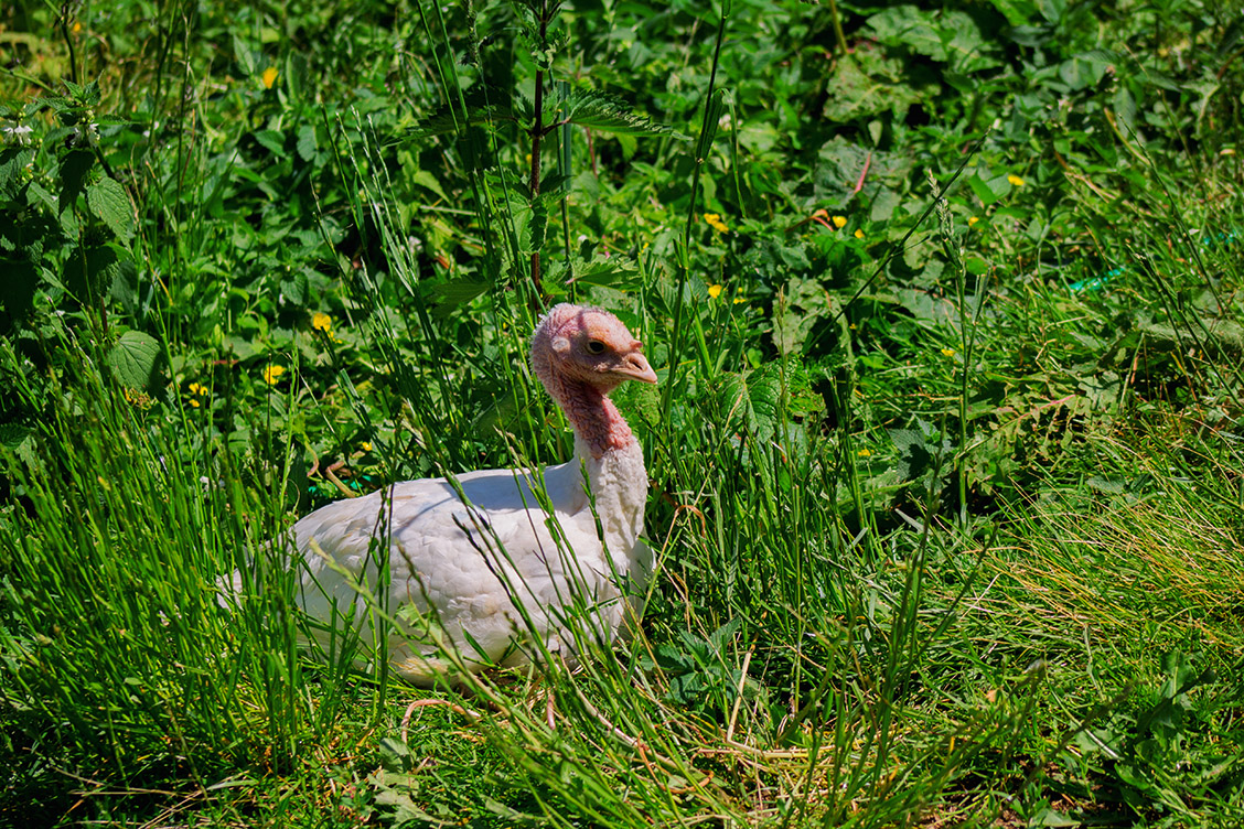 8 pute putenfleisch landleben selbstversorger